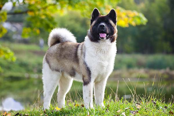 American Akita