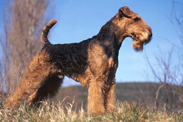 Airedale terrier