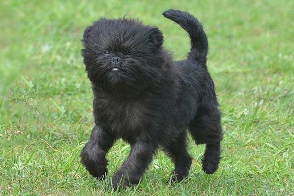 Affenpinscher