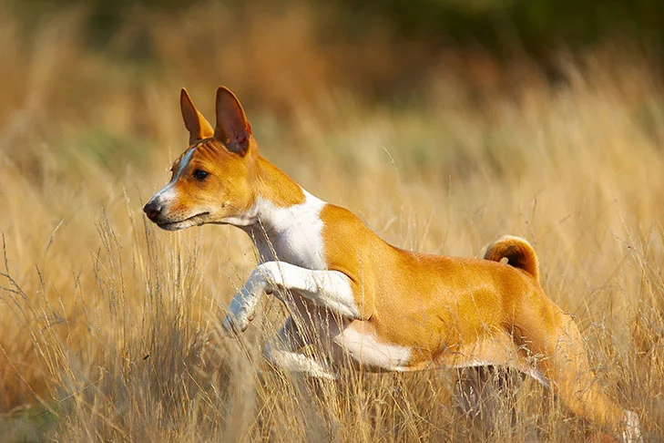 Basenji